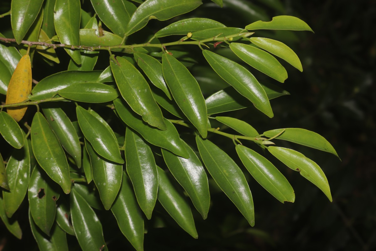 Erythroxylum zeylanicum O.E.Schulz